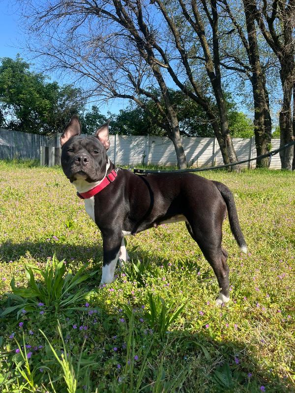 ZARA PIT BULL Foto 8